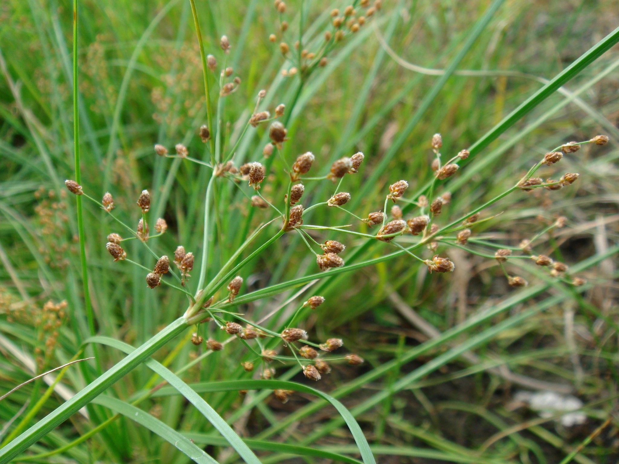 Fimbristylis nudispica